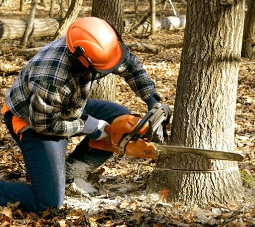 Tree Removal in Lignite, ND